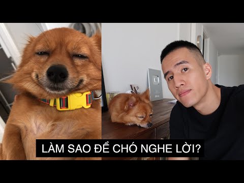 CHĂM SÓC CHÓ BỊ BỎ RƠI | CÂU CHUYỆN VỀ HOÀNG VÀ HƯỚNG DẪN SỬ DỤNG | Anh bạn thân | Vlog