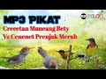 Kolibri Wulung Bety Ribut Kombinasi Cenenet Prenjak Merah Khas Pikat