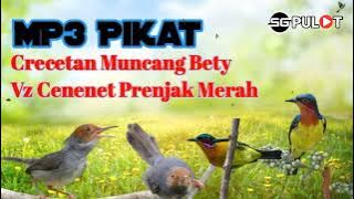 Kolibri Wulung Bety Ribut Kombinasi Cenenet Prenjak Merah Khas Pikat