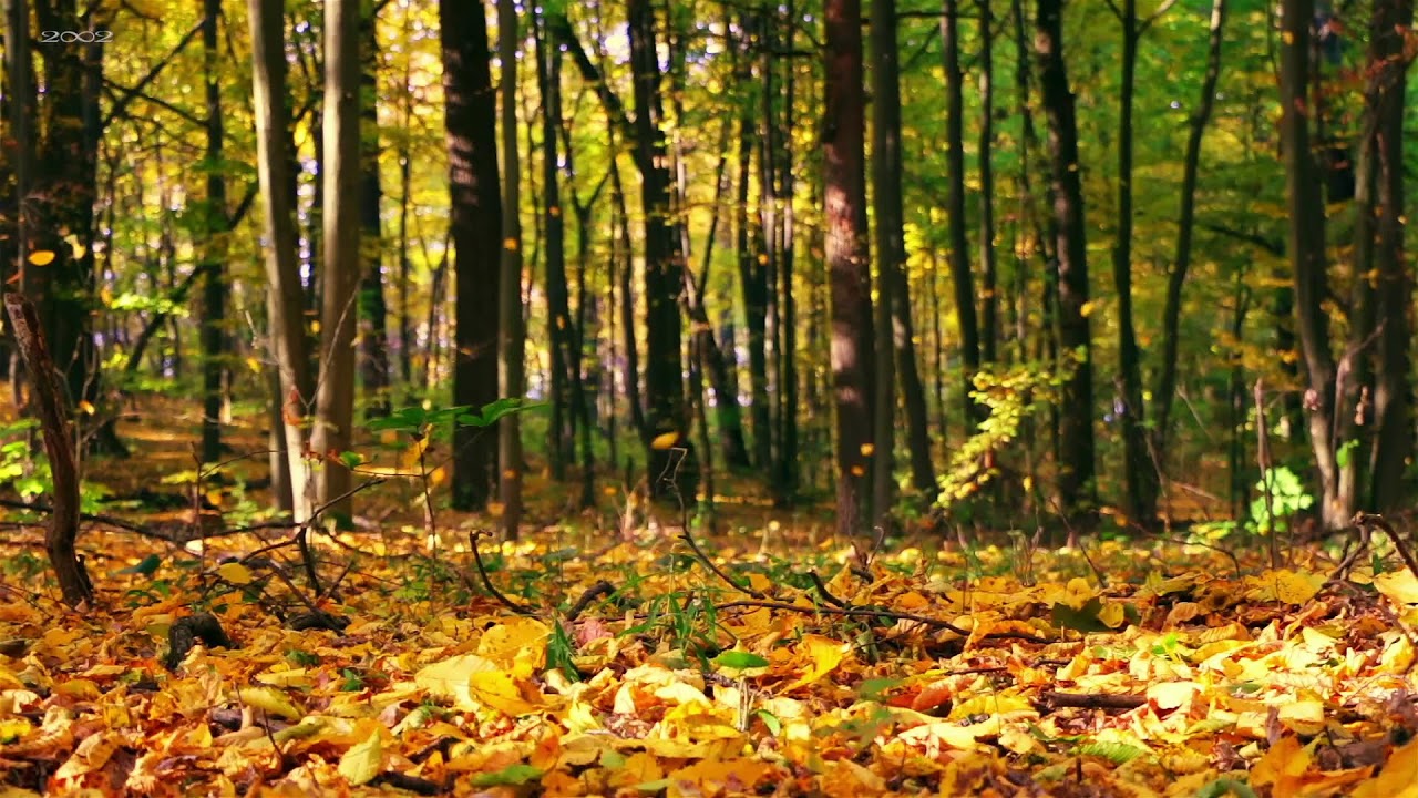 Peaceful Piano Music