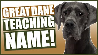 PUPPY TRAINING! Teaching Your GREAT DANE Puppy Their Name