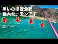 大物サーモンの巣窟と化した衝撃の管理釣り場はここ!!釣って刺身で食います。 エリアトラウトin蛇尾川フィッシングパーク