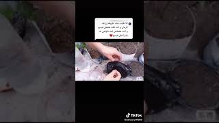 طريقه زراعه الرمان الحقيقيه