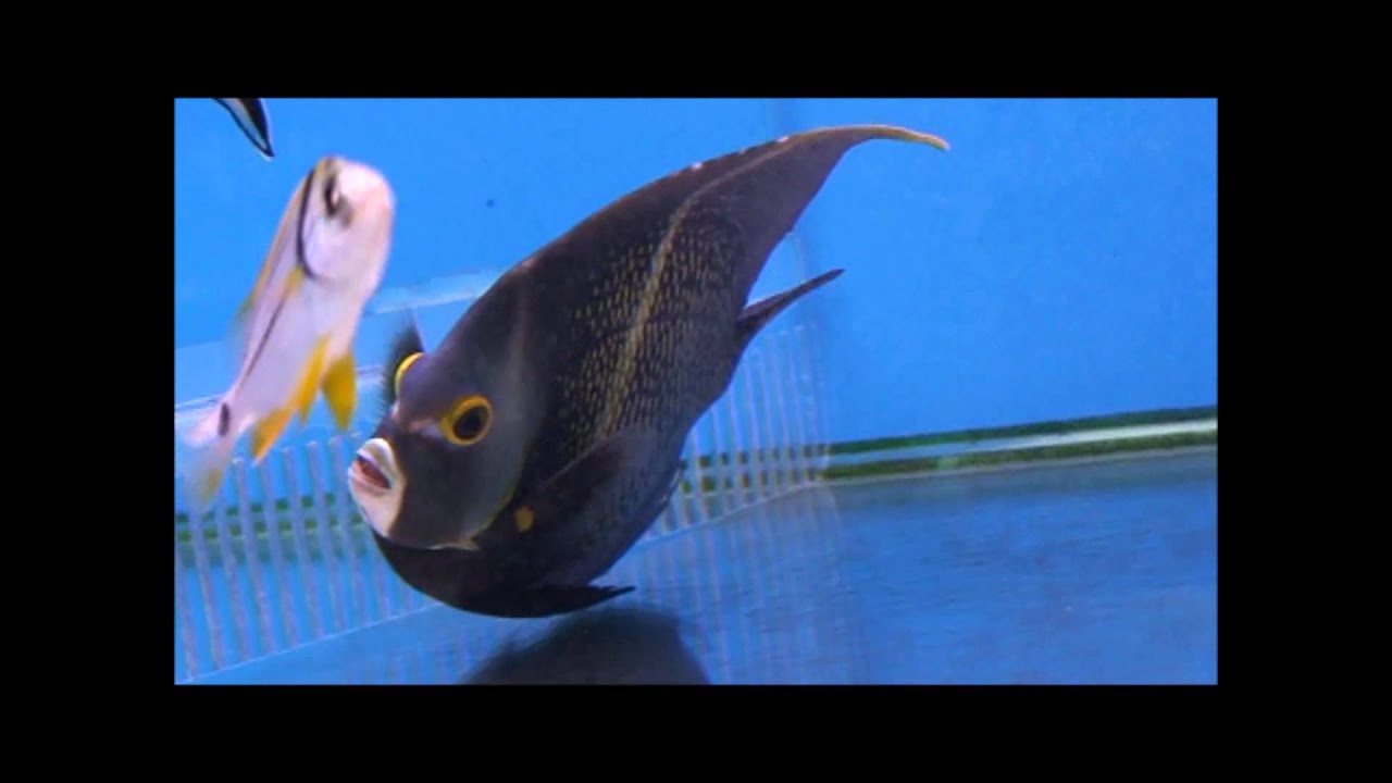 camera iphone 8 plus apk 85法國神仙1(法仙 香港)Pomacanthus paru (French angelfish)20130502