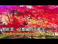 照紅葉　京都嵐山天龍寺Shining autumn leaves of Tenryuji Temple2020年11月18日