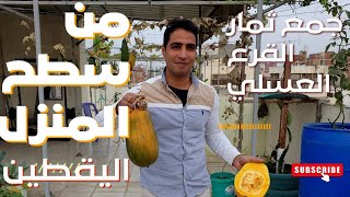 زراعة اليقطين القرع العسلي من البذور وحتي الحصاد علي سطح المنزل