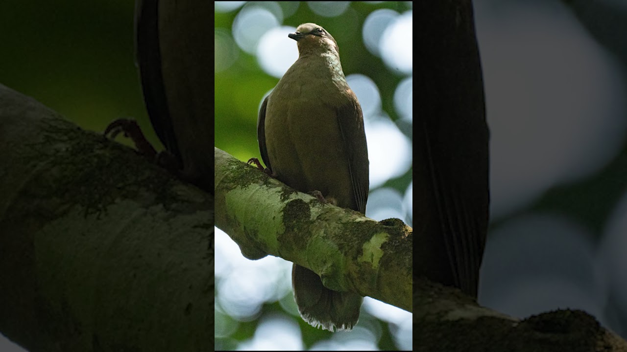 White eared brown dove  
