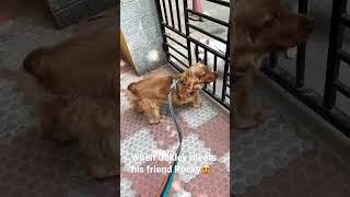 ‍♀When Oakley meets his friend #shorts #cockerspaniel #cutepuppies