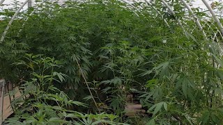 Aquaponic Grow Update