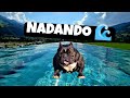 🔥EXOTIC BULLY BLACK NADANDO 🌊