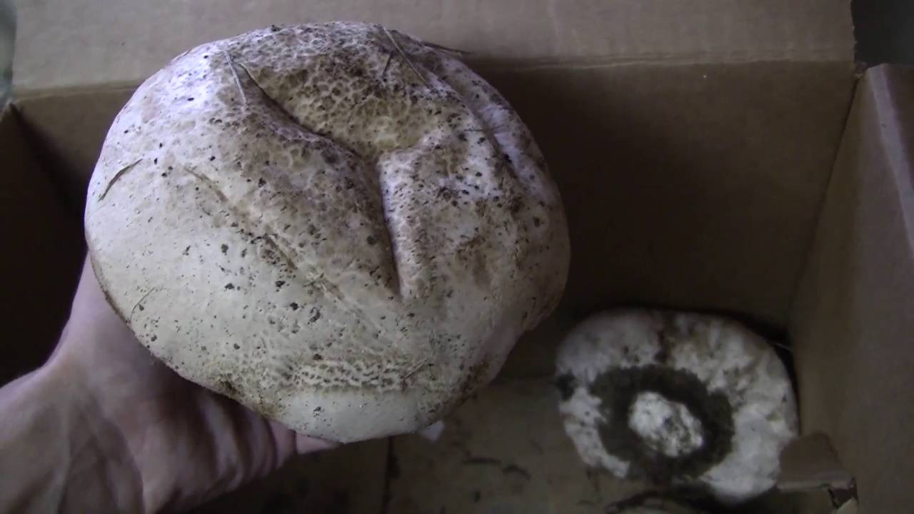 Edible Giant Puffball Mushrooms in Vermont - Summer 2016