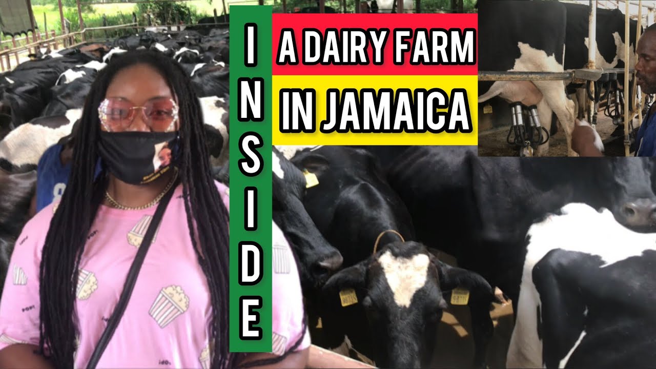 INSIDE A DAIRY FARM IN JAMAICA /DAIRY FARM MILKING COWS YouTube