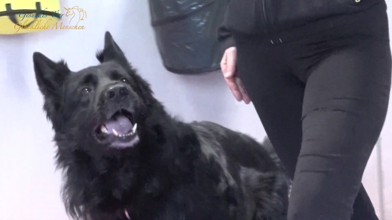 Hundetraining - Schau mich an! Übung gegen Ablenkungen