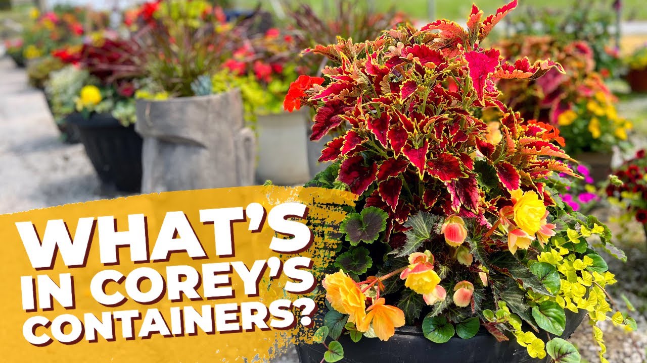 What’s in Corey’s Containers? Plant Inspiration for Hanging Baskets and Pots