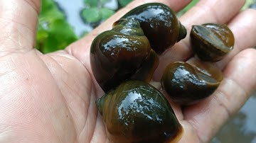 Ốc Bươu Nuôi Trên Bể Bạt Hơn 2  Tháng Đã Bán Được Ở U Minh Kiên Giang