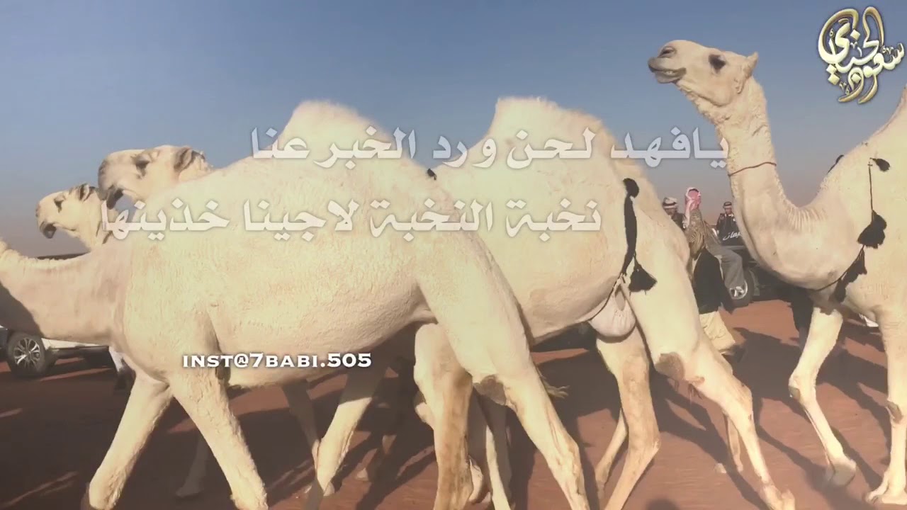 تغطية مسيرة نخبة الجزيرة مضيمات | لمالكها الشيخ : عمير بن فهد ال روق | اداء : فهد بن فصلا 2018