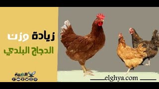 كيفية زيادة وزن الدجاج البلدي
