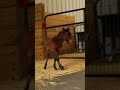 Cutie girl! 😍#Horse #minihorse #minipony