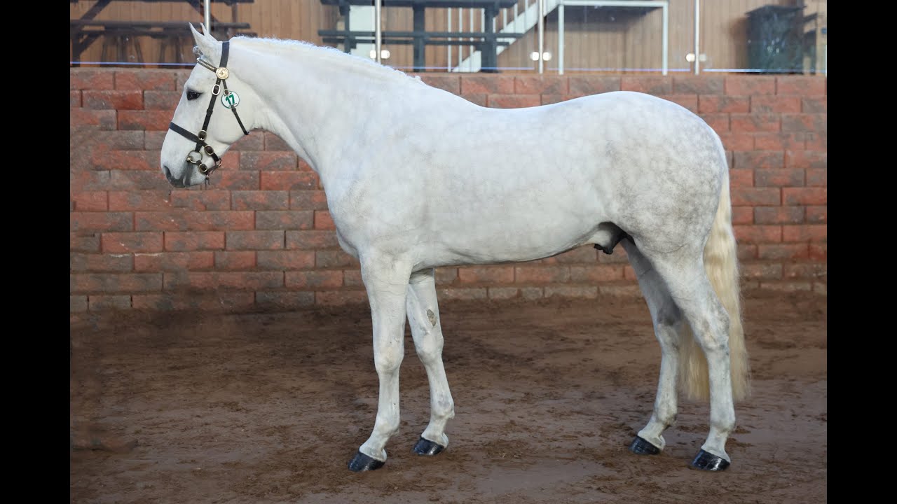 Espresso Vision, Class 1 Irish Draught Stallion