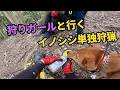シャイな猟犬ブッチャーが受け入れた狩りガールと一緒に行くイノシシ単独狩猟の裏側