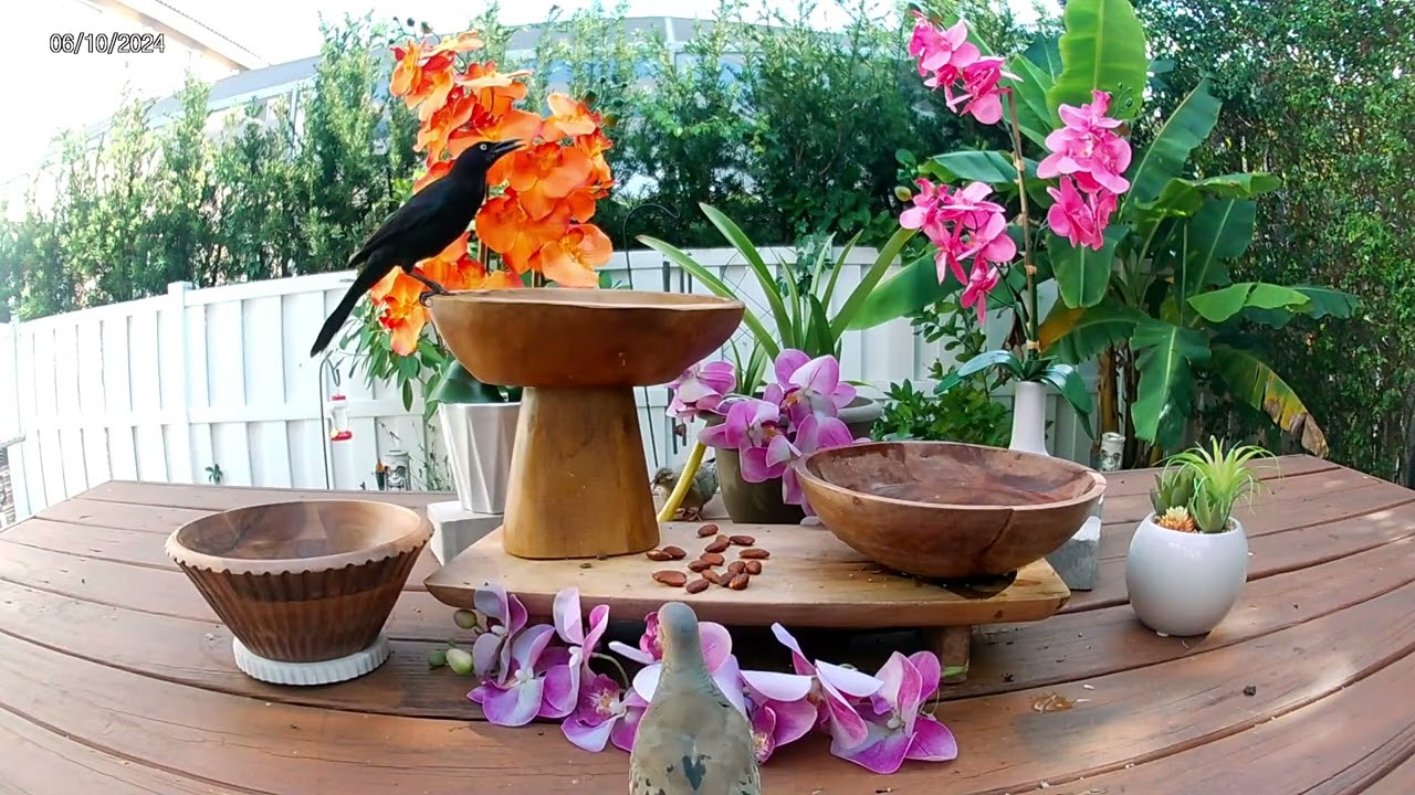 Tropical Bird Feeder Cam In Florida #4 / Soothing for PTSD and Anxiety / Relaxing Video