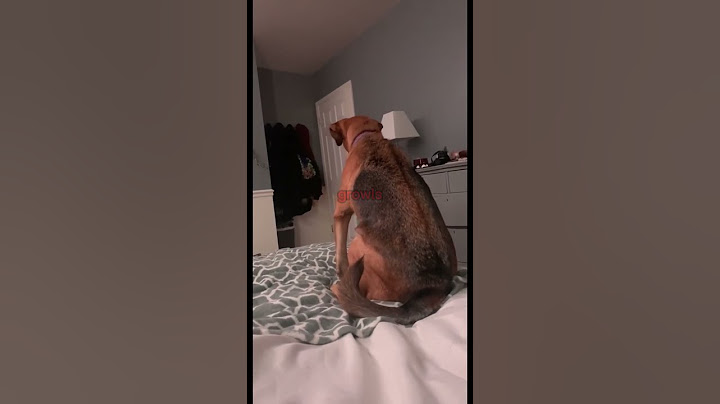 Her Dog Protected Her from a Ghost? #scary #paranormal