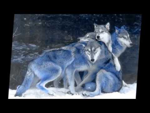 رامى جمال الوصيه