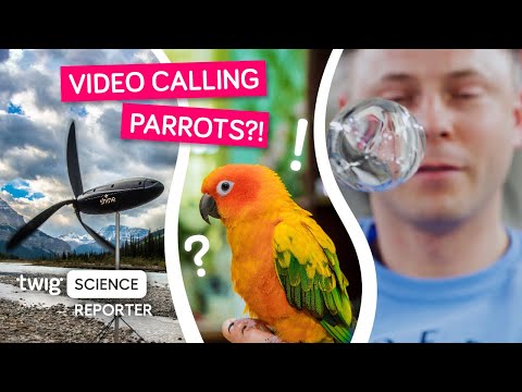 Scientists Teach Parrots to Video Call!