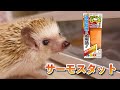 サーモスタットでより快適生活に近づくぐーたらハリネズミ【ミニマルサーモ】