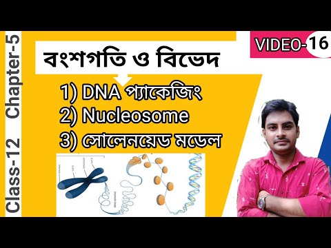 DNA Packaging/Nucleosome model and Solenoid model in Bengali/Class12/WBCHSE