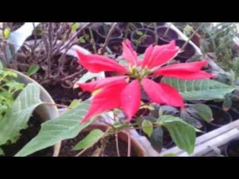 Video: Peperomia Caprata (37 լուսանկար). «Լիլիան», Շումի Կարմիր և Թերեզա սորտերի նկարագրություն, տանը ծաղիկ խնամելը, տերևի միջոցով մանրացած պեպերոմիայի վերարտադրությունը