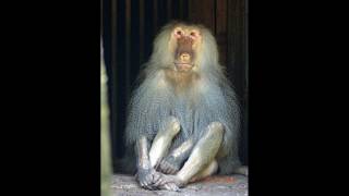 Babun-monkey-nehru zoological park ...