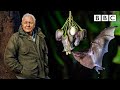 Sir david attenborough witnesses a magical moment  the green planet  bbc