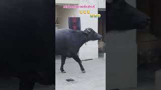 Late sad #music #Face #farming #dayen #dfa #sad #cuteanimal #hf #bull #today #trinding #shorts #yt