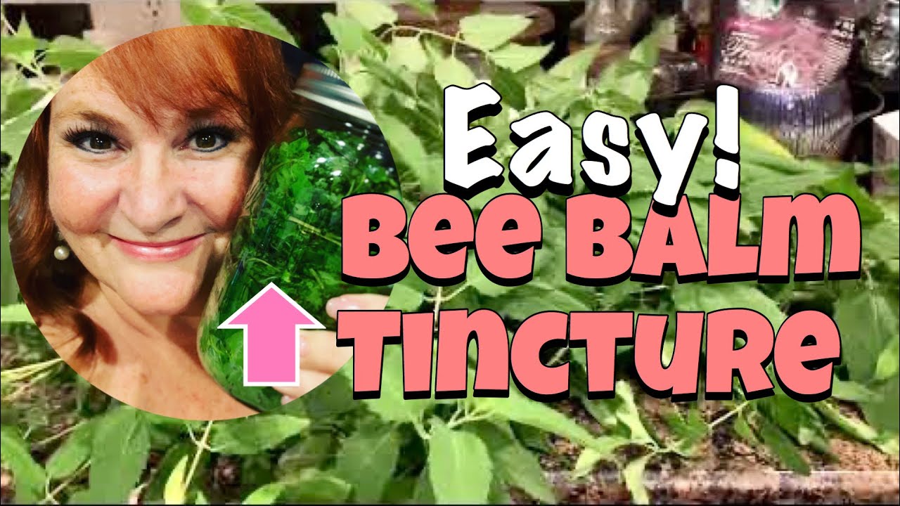 Make Bee Balm Tincture for Digestive Issues & Natural Anti Anxiety Treatment