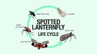 Tips for dealing with the spotted lanternfly