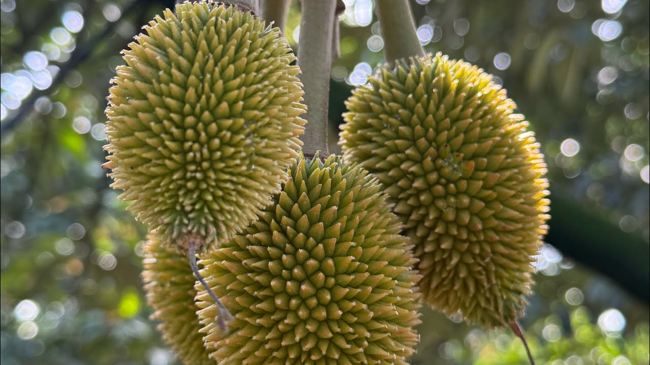 Phun thuốc gì ? Giúp sầu riêng đậu trái chùm chùm