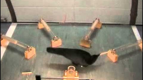 Clever Crows Use Tools in New Way Video S1