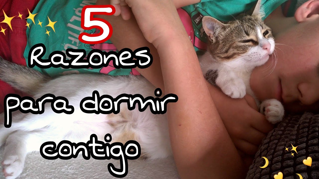 Porque Mi Gato Duerme Encima Mio