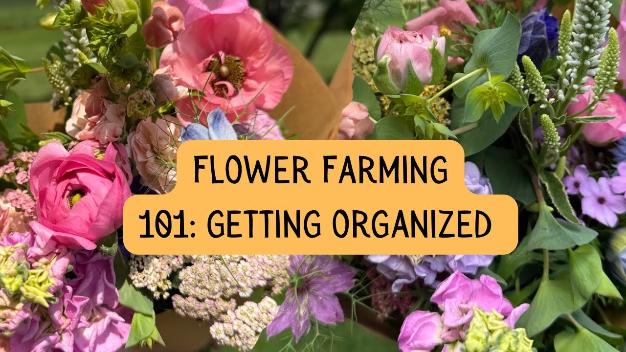 Growing cut flowers for beginners LESSON ONE