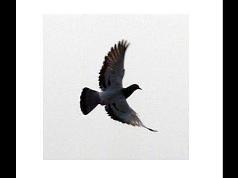 Birds-Takeoff - Slow Motion