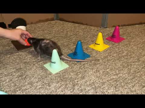 My pet rat Olive practicing some weaves + basketball!