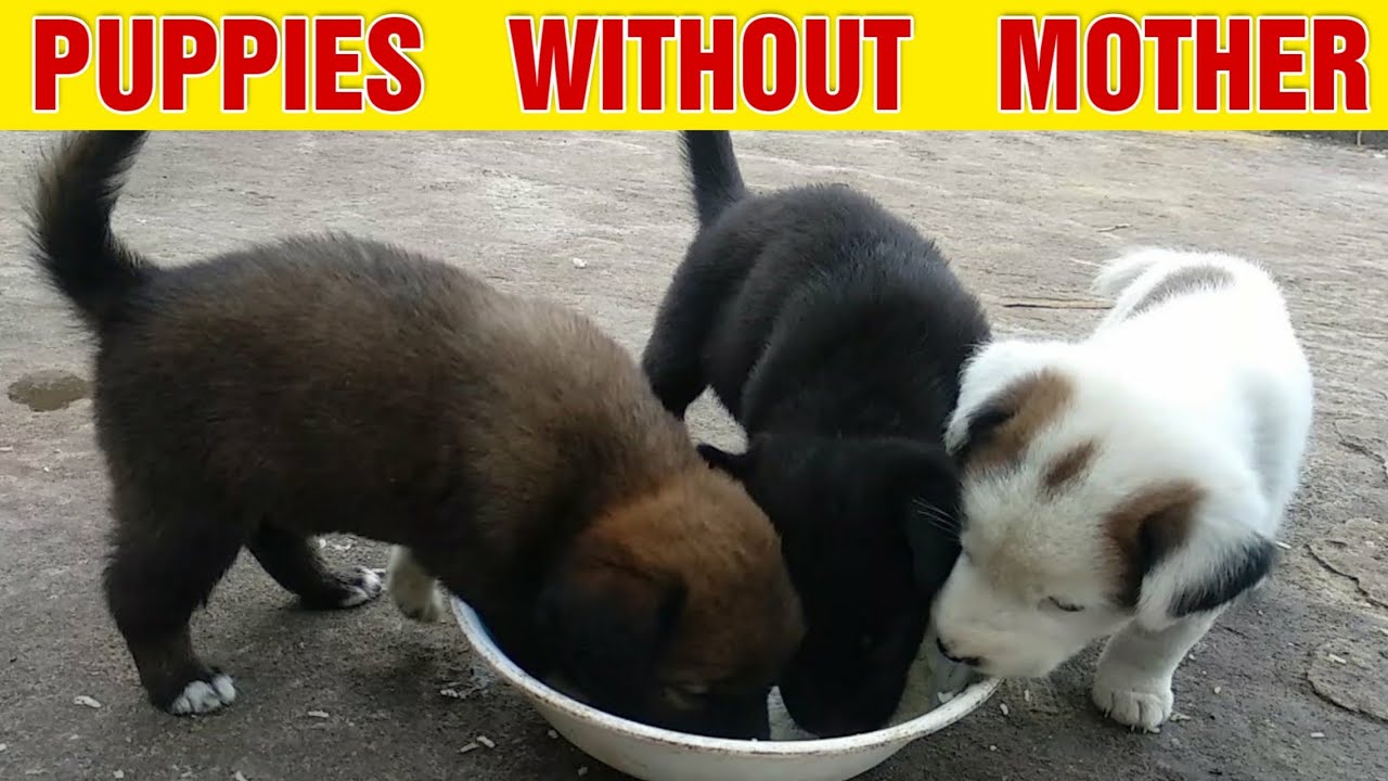 Puppies without Mother
