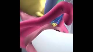 Clítoris Animación 3D