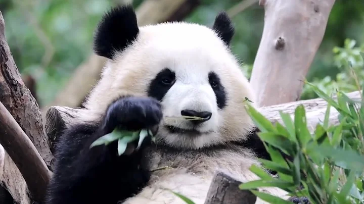 一出生就被搶救的熊貓，成年後受了情傷，如今…A panda who was rescued at birth, suffered emotional injuries as an adult, now - 天天要聞