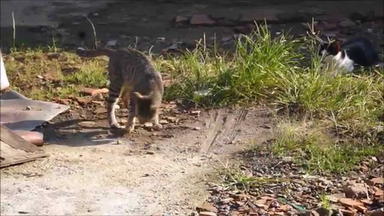 Kucing Berak