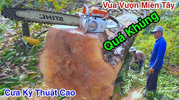 Vua Vượn Miền Tây Cưa Cây Dầu Siêu To Kỹ Thuật Cao Trong Vườn Mai Bạc Tỷ Quá Căng Thẳng 3/3