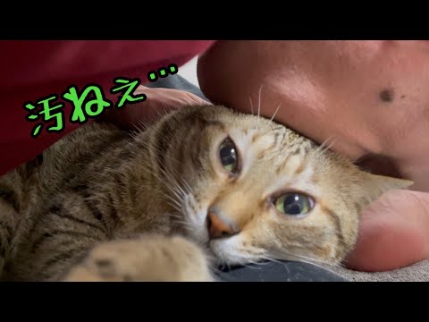 猫をあぶらとり紙にしてしまうバ飼い主。ASMRあり