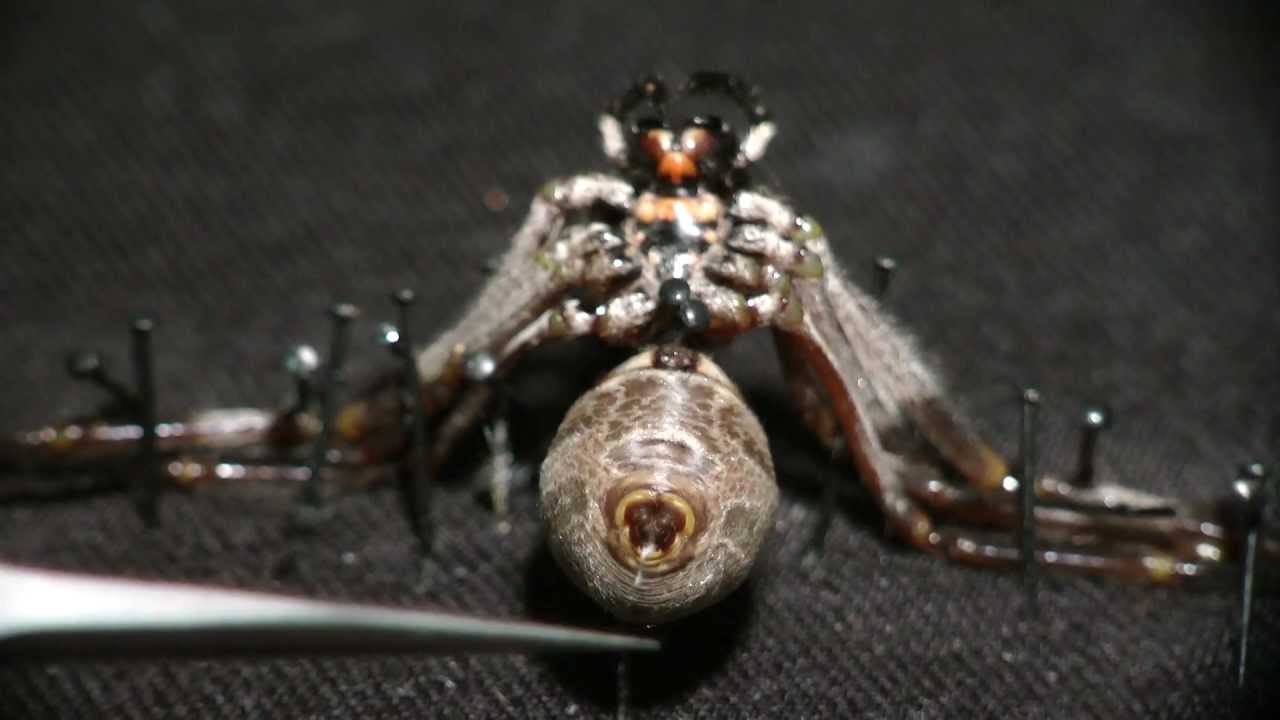 Harvesting spider silk