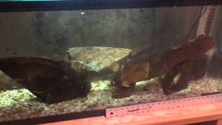 Fry Update on African Cichlids screenshot 5
